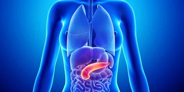Pancreas FOTO 123 RF