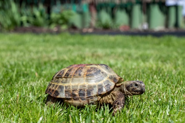 Broasca țestoasă de uscat / Foto: Shutterstock
