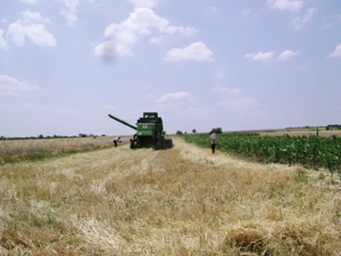 Târgu-Mureş: Suprafaţa agricolă însămânţată în scădere