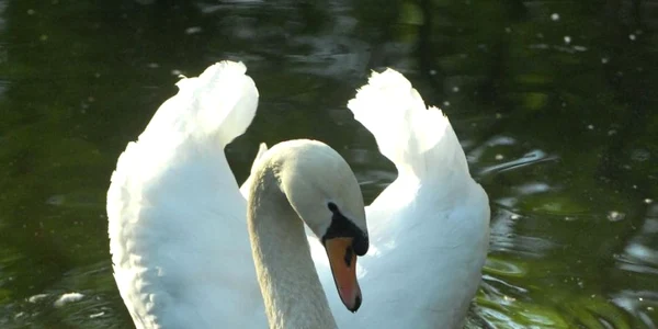 Lebăda Mută în Grădina Zoologică din Timişoara