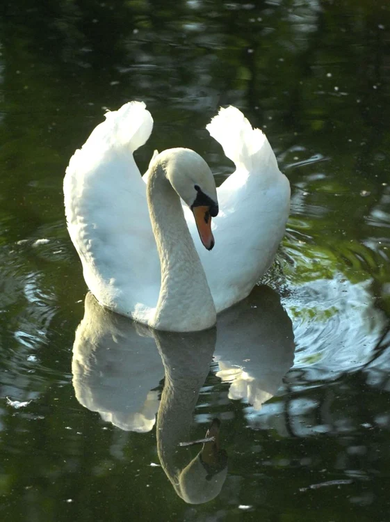 Lebăda Mută în Grădina Zoologică din Timişoara FOTO Arhivă