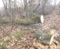 jaf în pădurea de la dumbrava FOTO Corina Macavei