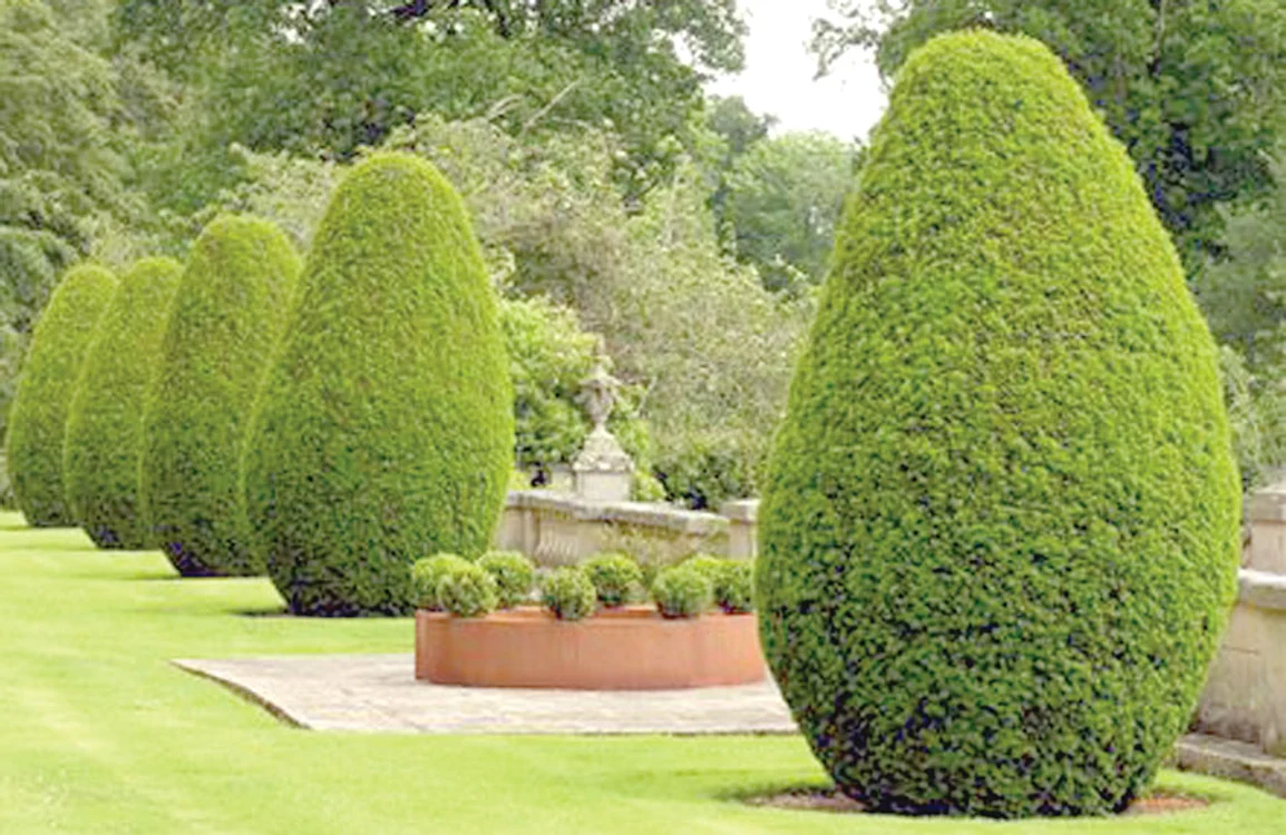 Buxus, arbust  care creşte în  Insulele Baleare, Spania