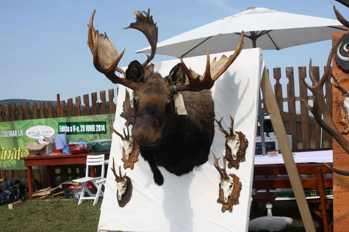 Elanul vânat de către omul de afaceri Traian Larionesi a fost atracţia festivalului FOTO: Bianca Sara