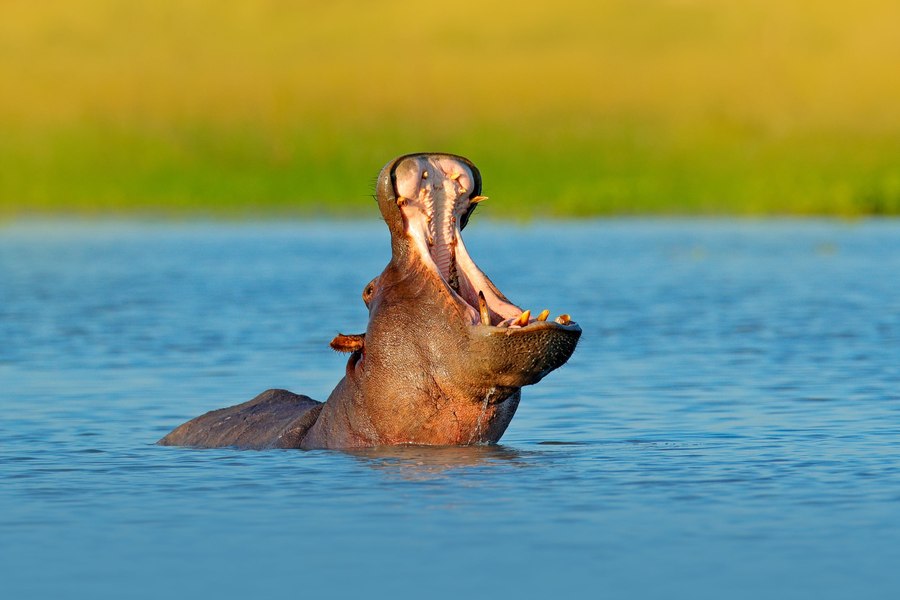 Un mort şi 23 de persoane dispărute în Malawi, în urma coliziunii între o ambarcaţiune şi un hipopotam