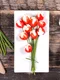 aperitiv rosii branza shutterstock 364856204 jpg