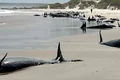 balene esuate tasmania jpg
