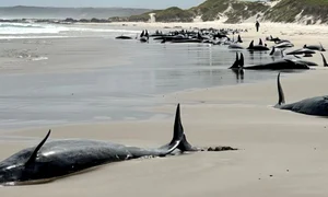 balene esuate tasmania jpg