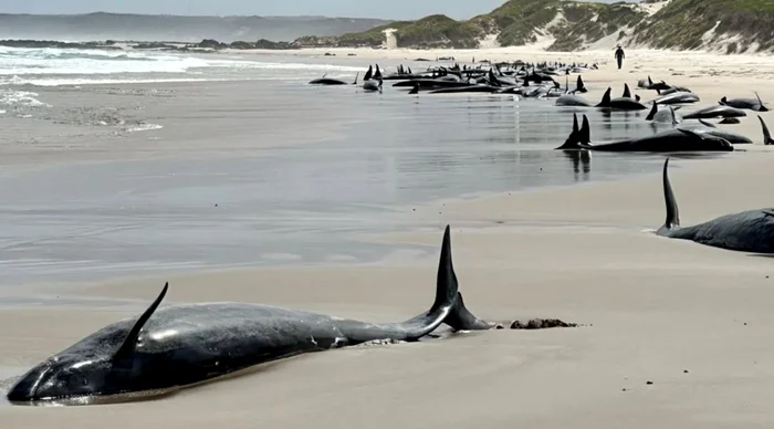 Balene eșuate în Tasmania