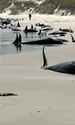 balene esuate tasmania jpg