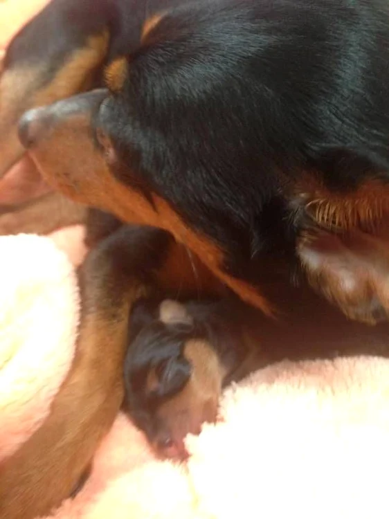 Căţelul Loredanie FOTO FACEBOOK