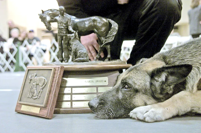 Detector. Apollo a fost declarat erou datorită faptelor sale de după 11 septembrie 2001
