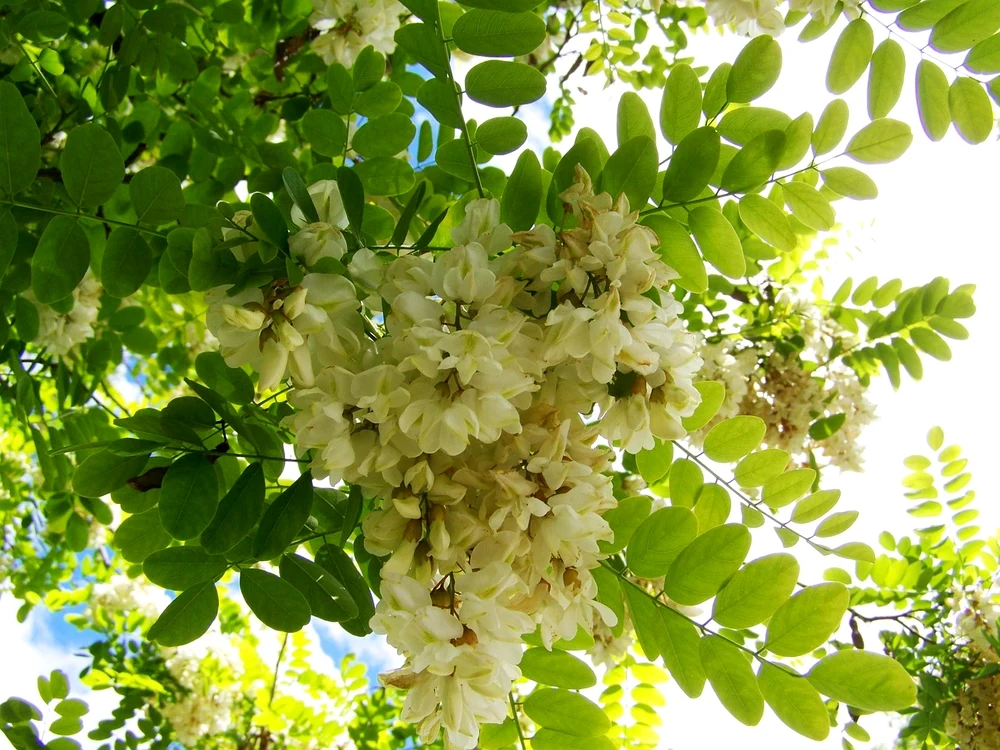 1 acacia blossom 1154276 1280 jpg jpeg