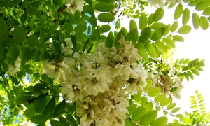 1 acacia blossom 1154276 1280 jpg jpeg