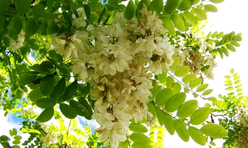 1 acacia blossom 1154276 1280 jpg jpeg