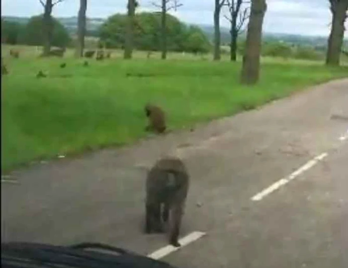 Porno-maimuţele nu s-au jenta deloc să se expună în toată... splendoarea.