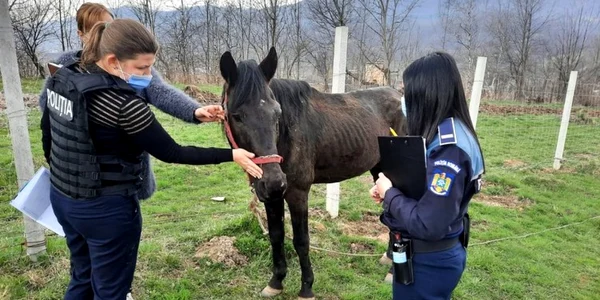 cal maltratat si politisti protectia animalelor foto ipj hunedoara