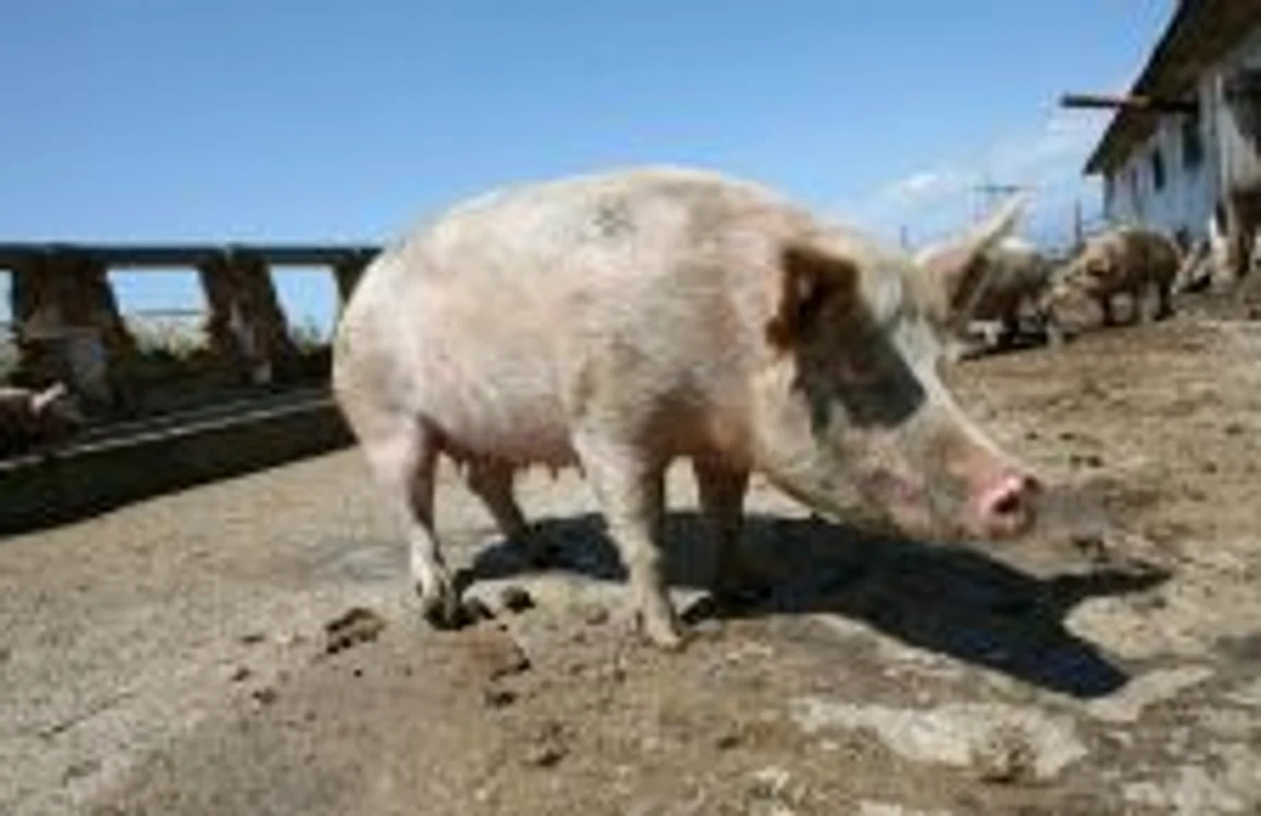 Un porc a tăiat gâtul stăpânului care intenţiona să-l sacrifice