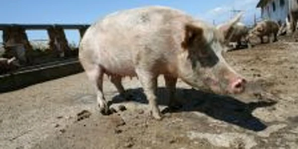 Un porc a tăiat gâtul stăpânului care intenţiona să-l sacrifice