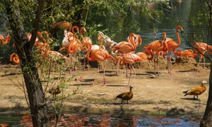 6 zoo moscova 1652152051 jpg jpeg