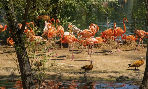 6 zoo moscova 1652152051 jpg jpeg