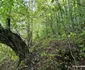 Cetatea dacică Bănița Foto Daniel Guță ADEVĂRUL (29) jpg