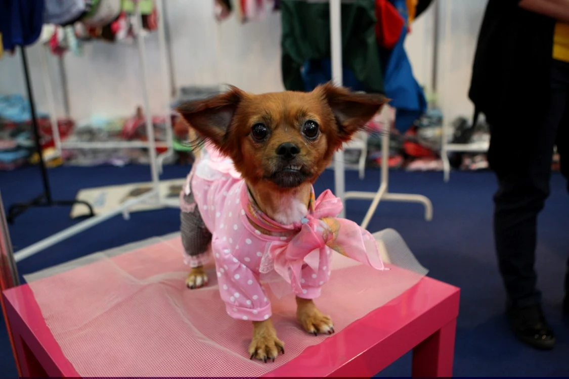 Pijamaua pentru căţei, ultima strigare în moda acestui sezon, poate fi admirată la Pet Expo