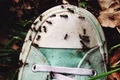 Myrmecofobia frica de furnici  jpeg