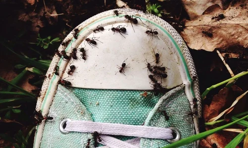 Myrmecofobia frica de furnici  jpeg