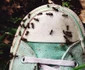 Myrmecofobia frica de furnici  jpeg