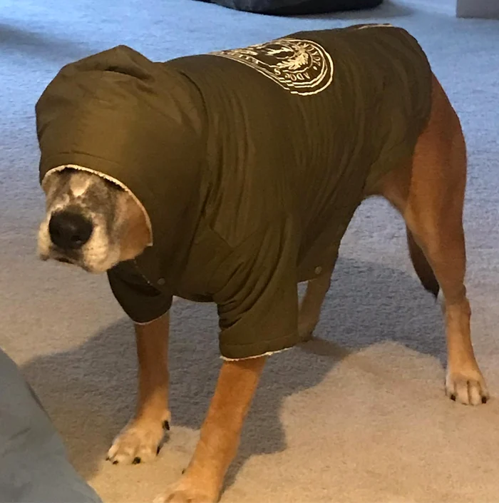 Câinele Supai  are un fâș  cu glugă