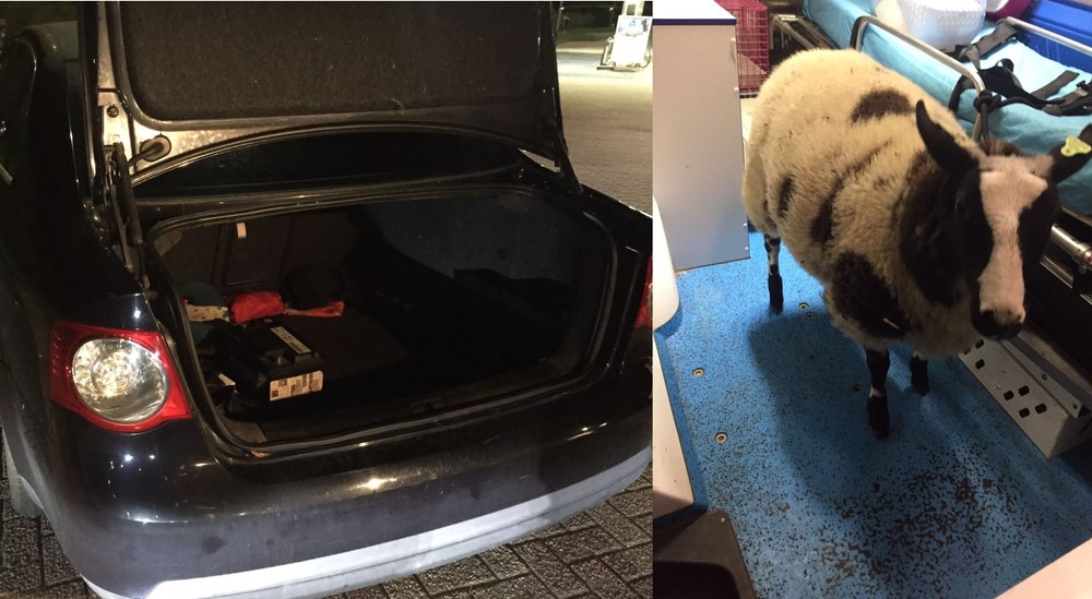 Un român a furat o oaie de la o grădină zoologică din Olanda, apoi a fost prins drogat la volan