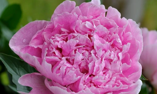 1 69043 original jpg jpeg