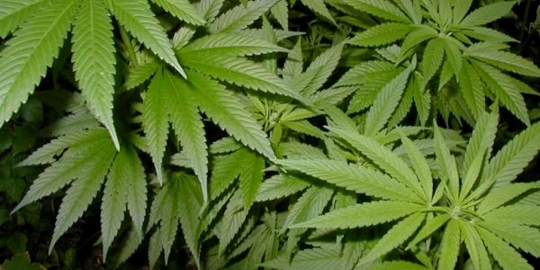 Tanar din Brasov, arestat pentru ca era cultivator de marihuana