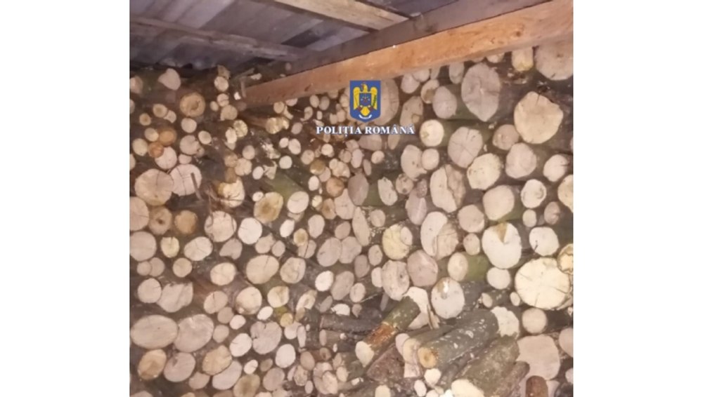  21 de percheziții la persoane bănuite de tăiere ilegală și furt de arbori, în județul Mureș VIDEO