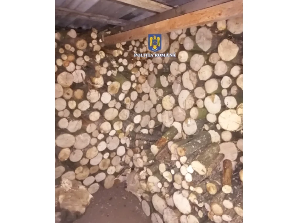 Perchezițiile au loc într-un dosar penal de tăiere ilegală și furt de arbori. FOTO Poliția Română