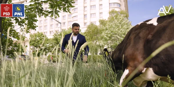 Adrian Vigheciu, videoclip electoral cu o vacă Foto: Captură de ecran