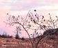 Imagine editată cu Xiaomi Redmi Note 14 Pro 5G - fundal cer la apus modificat Foto Daciana Stoica pentru Adevărul