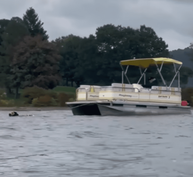 Un câine a tras o navă de 1,2 tone VIDEO