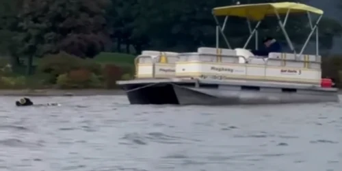 Un câine a tras o barcă. Foto: Captură video Instagram