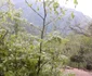 Hoţi de lemne surprinşi la furat de un pădurar şi puşi pe fugă cu focuri de armă în zona Valea lui Stan - Vâlcea Foto Facebook - în imagine o parte din arborii tăiaţi