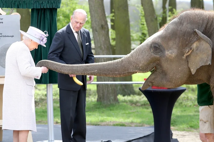 Regina Elisabeta a II a şi Prinţul Filip hrănesc un elefant de la Grădina Zoologică Whipsnade, din Dunstable, Marea Britanie FOTO Guliver/ Getty Images/ Chris Jackson