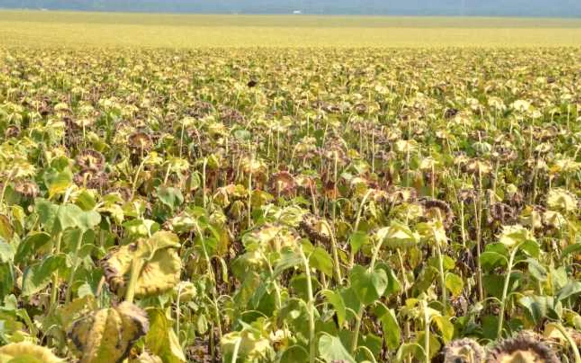 Floarea-soarelui, distrusă de seceta excesivă