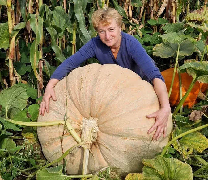 Dovlecii giganți care au crescut într-o grădină din Maramureș