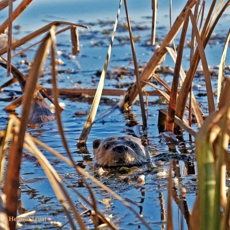 
    În România, vidra este specie prioritară, care necesită un regim special de protecție  