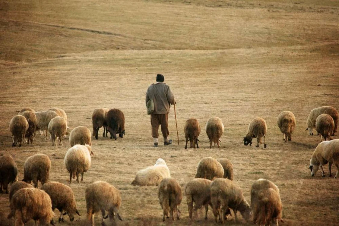 Individul are o fermă de oi şi exploata acolo două persoane FOTO Arhivă