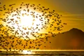 Stol de pasari FOTO Shutterstock