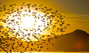 Stol de pasari FOTO Shutterstock