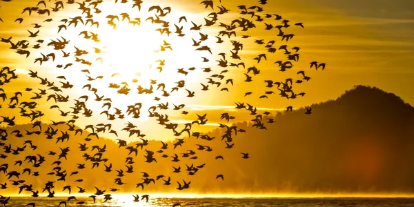Stol de pasari FOTO Shutterstock
