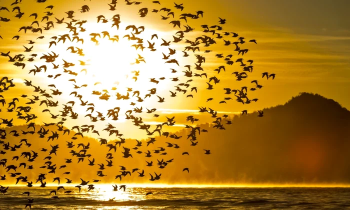 Stol de pasari FOTO Shutterstock